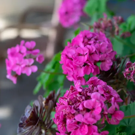 Apartament Empress Corfu